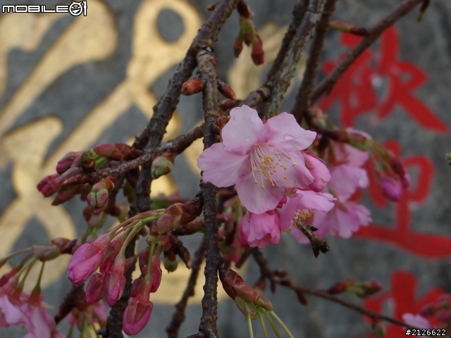 1月26日台21線草坪頭賞櫻