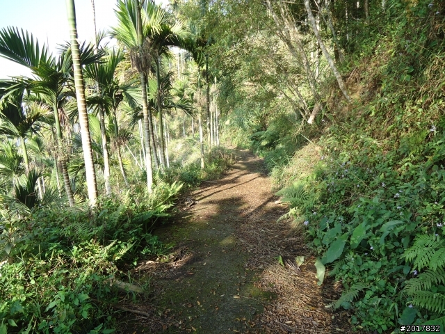 2012/01/27嘉義竹崎獨立山-大巃頂-安靖古道