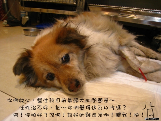 媽,過年我去新竹玩,撿到一隻車禍狗怎麼辦?(大寶站起來了)