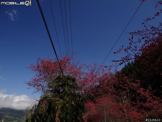 1月26日台21線草坪頭賞櫻