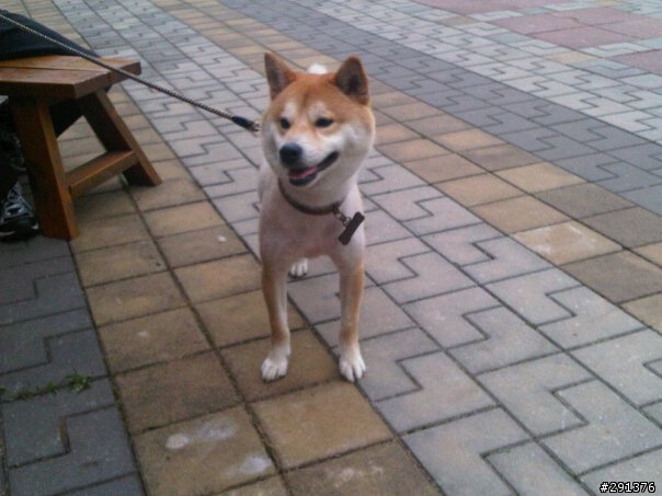 1月23 大年初一 花蓮吉安柴犬走失,請大家幫忙~