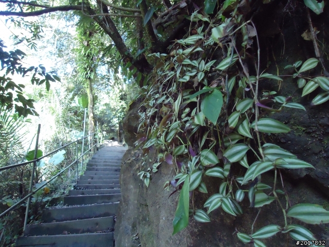 2012/01/27嘉義竹崎獨立山-大巃頂-安靖古道