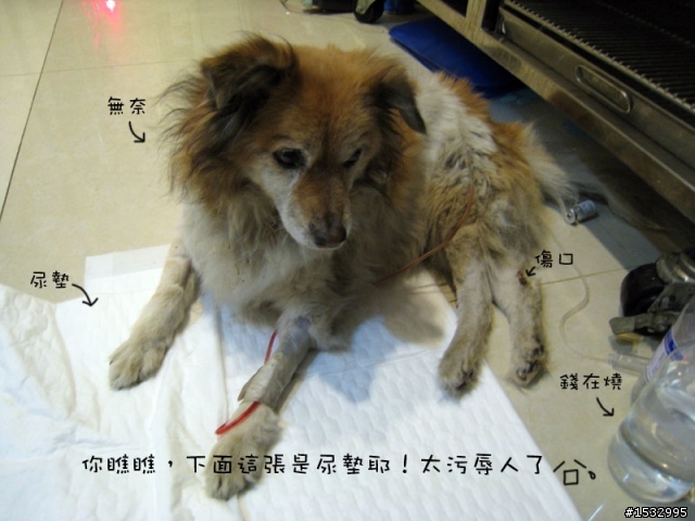 媽,過年我去新竹玩,撿到一隻車禍狗怎麼辦?(大寶站起來了)