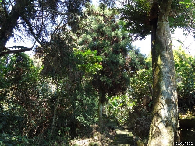 2012/01/27嘉義竹崎獨立山-大巃頂-安靖古道