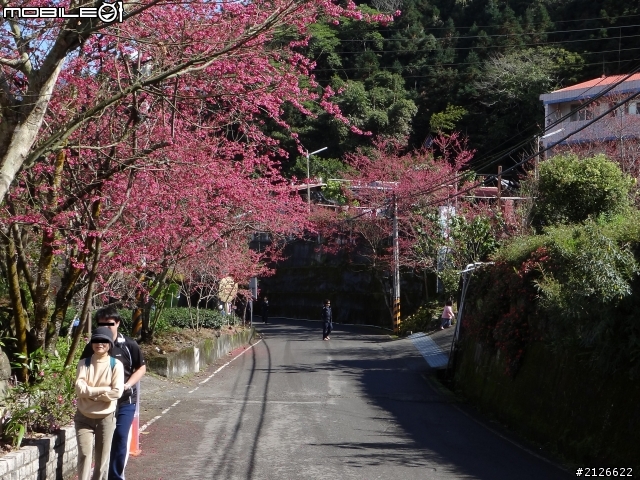 1月26日台21線草坪頭賞櫻