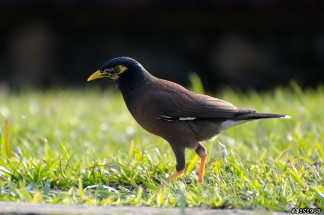 我的N 70-300 F4.5-5.6 入手開箱^^(1/29更新戶外照)