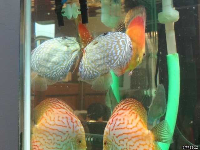 我家的七彩神仙下蛋了!