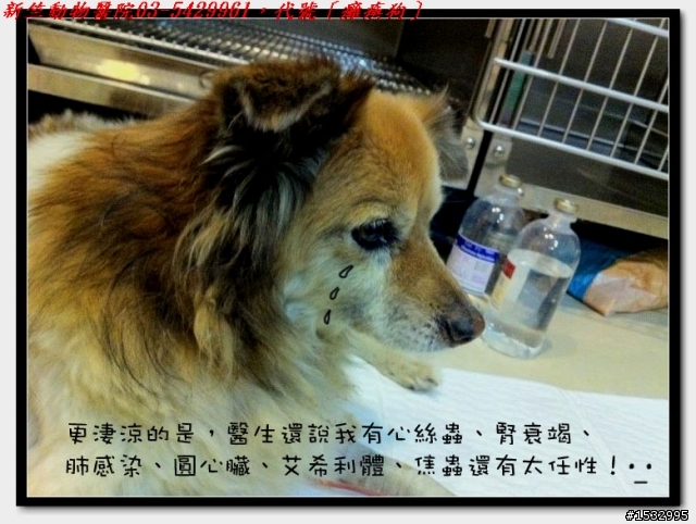 媽,過年我去新竹玩,撿到一隻車禍狗怎麼辦?(大寶站起來了)