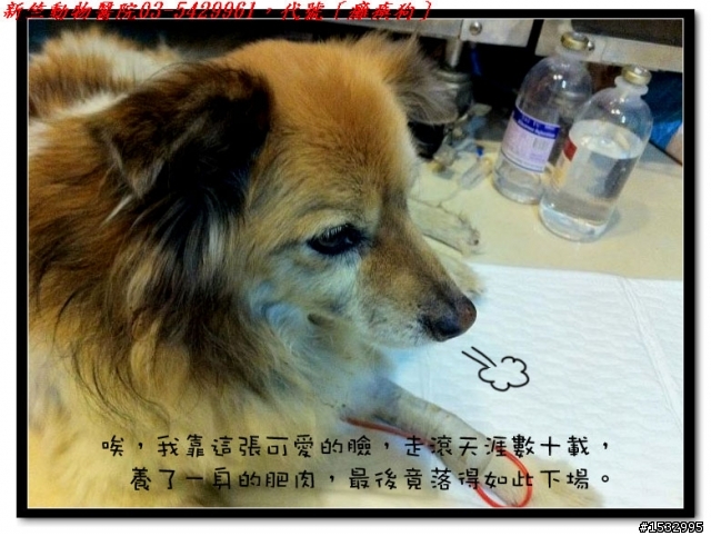 媽,過年我去新竹玩,撿到一隻車禍狗怎麼辦?(大寶站起來了)