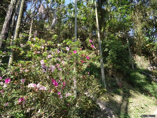 2012/01/27嘉義竹崎獨立山-大巃頂-安靖古道