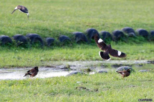我的N 70-300 F4.5-5.6 入手開箱^^(1/29更新戶外照)