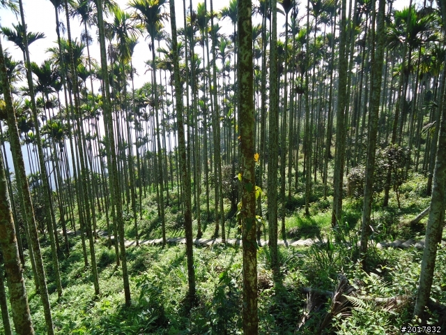 2012/01/27嘉義竹崎獨立山-大巃頂-安靖古道