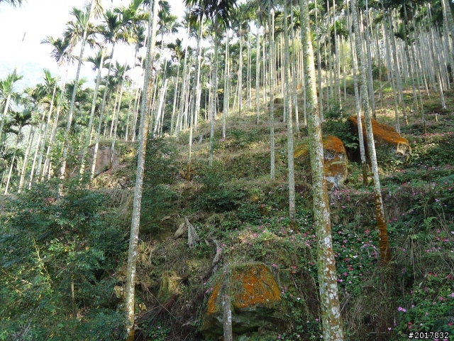 2012/01/27嘉義竹崎獨立山-大巃頂-安靖古道