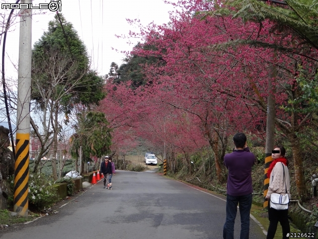 1月26日台21線草坪頭賞櫻