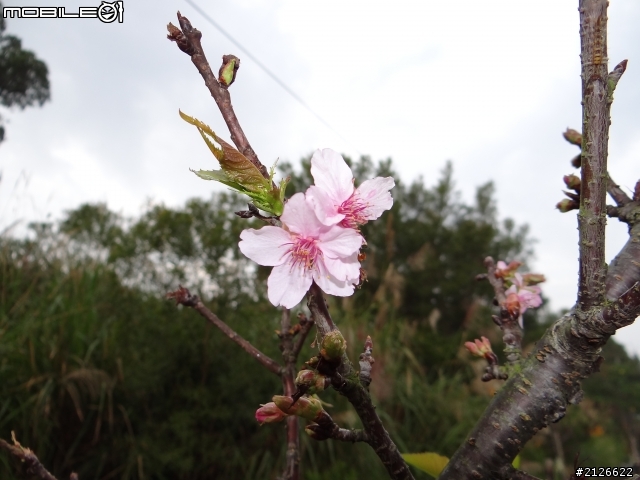 1月26日台21線草坪頭賞櫻