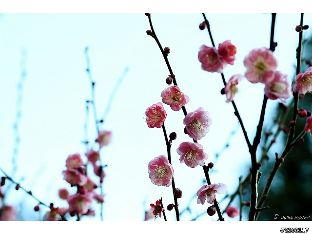 我的第一台數位單眼相機 Canon 600D