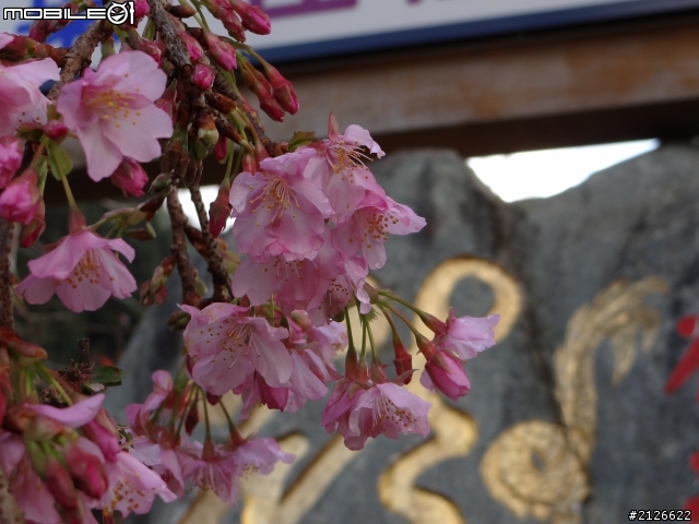1月26日台21線草坪頭賞櫻