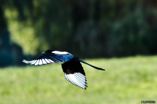 我的N 70-300 F4.5-5.6 入手開箱^^(1/29更新戶外照)