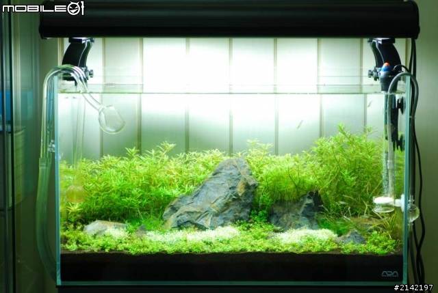 2012 年新年新氣象 大家的水草造景缸換景了嗎? 我的造景過程記錄
