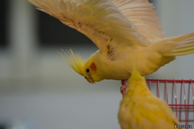 我的N 70-300 F4.5-5.6 入手開箱^^(1/29更新戶外照)