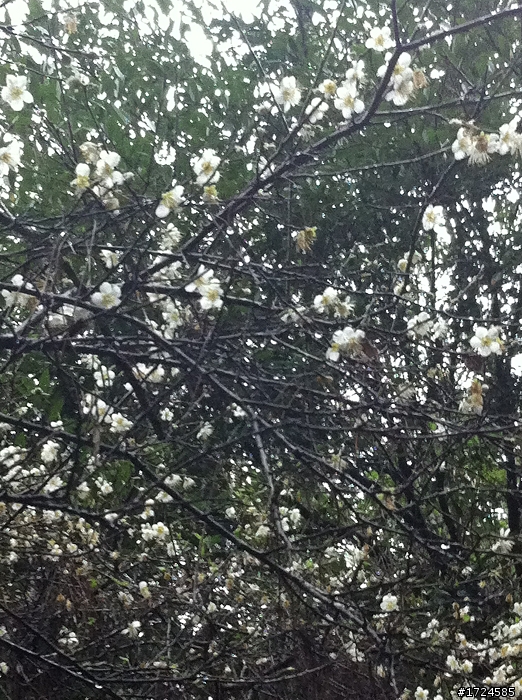ET 遛CUXI合歡山賞雪&買高麗菜之除夕夜加菜