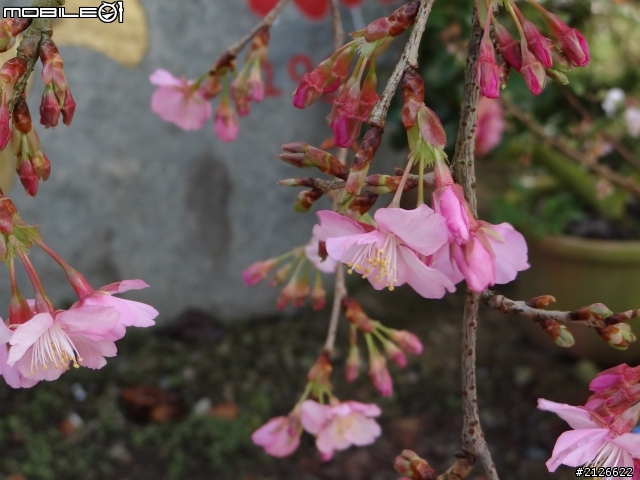 1月26日台21線草坪頭賞櫻