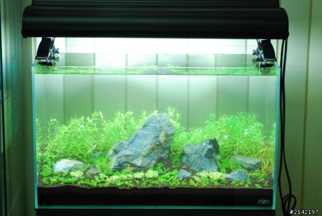 2012 年新年新氣象 大家的水草造景缸換景了嗎? 我的造景過程記錄
