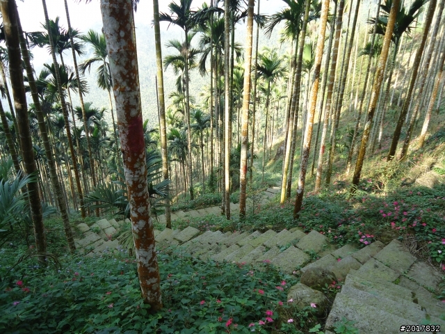 2012/01/27嘉義竹崎獨立山-大巃頂-安靖古道