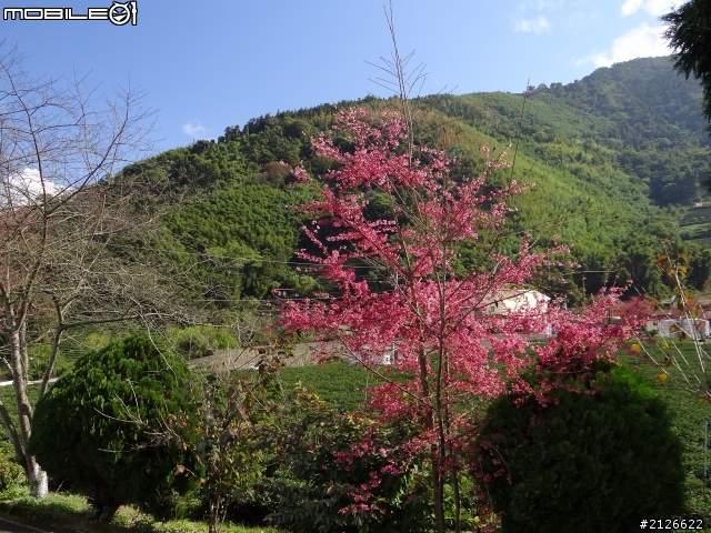 1月26日台21線草坪頭賞櫻
