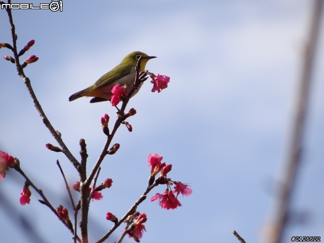 1月26日台21線草坪頭賞櫻
