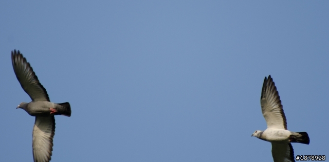 我的N 70-300 F4.5-5.6 入手開箱^^(1/29更新戶外照)