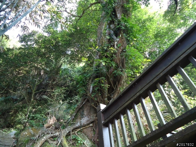2012/01/27嘉義竹崎獨立山-大巃頂-安靖古道