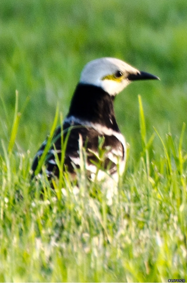 我的N 70-300 F4.5-5.6 入手開箱^^(1/29更新戶外照)