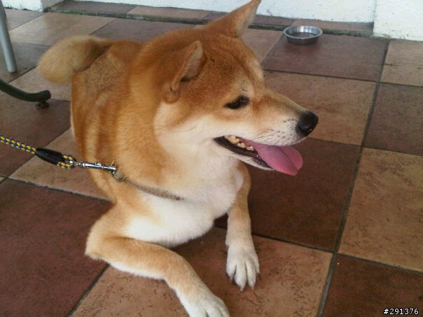 1月23 大年初一 花蓮吉安柴犬走失,請大家幫忙~