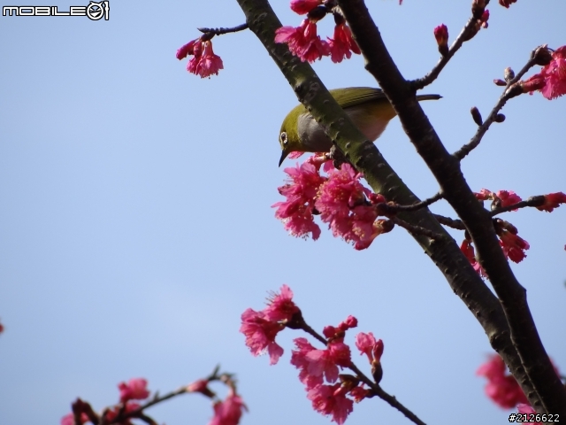 1月26日台21線草坪頭賞櫻