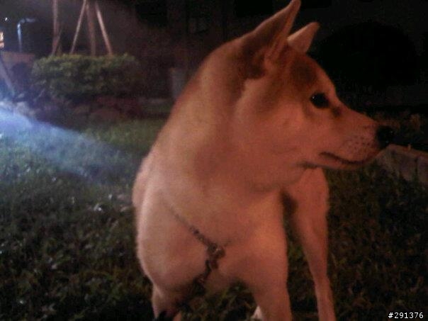 1月23 大年初一 花蓮吉安柴犬走失,請大家幫忙~