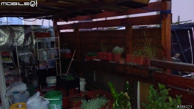 拖了3年的南方松空中花園~以完成8~9成!!