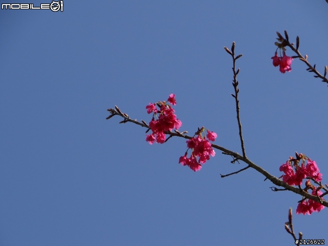 1月26日台21線草坪頭賞櫻