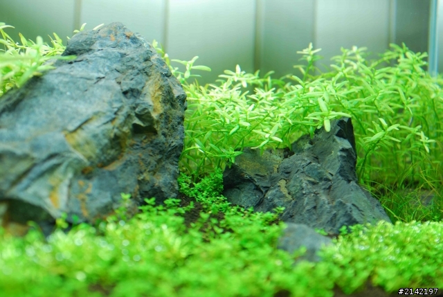 2012 年新年新氣象 大家的水草造景缸換景了嗎? 我的造景過程記錄