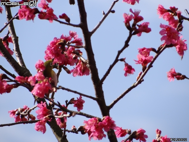 1月26日台21線草坪頭賞櫻