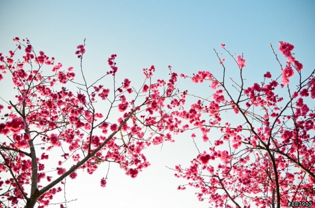 『Nikon D5100』古坑-湖光山舍賞花趣