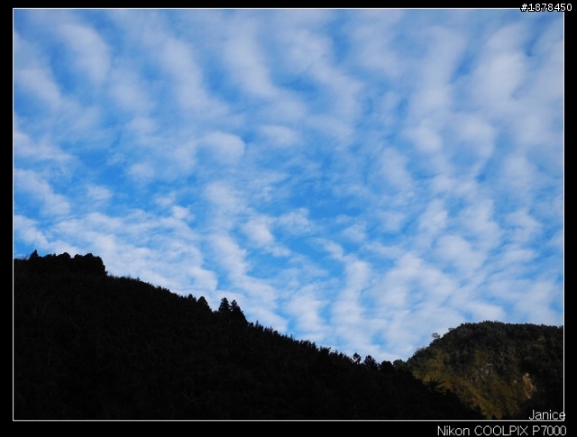 【0211-0212 綿羊團】殘念太平山 + 武陵農場之櫻花爆炸了