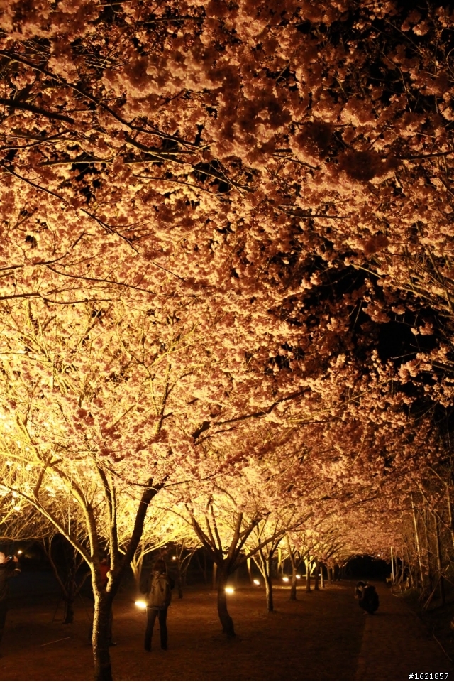 2012, 2月12-14 武陵農場櫻花花況
