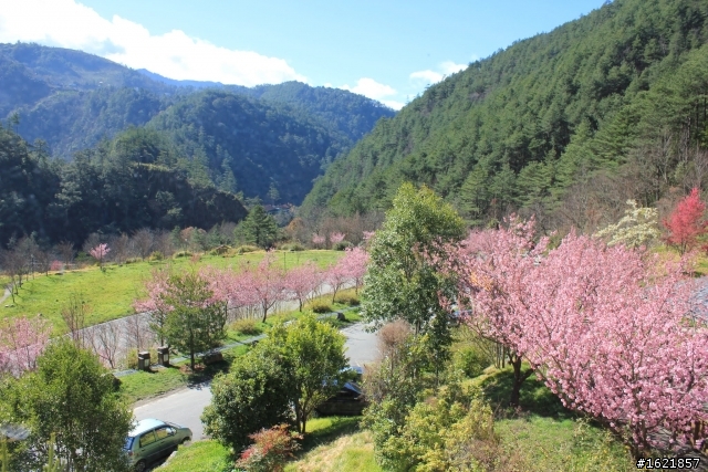 2012, 2月12-14 武陵農場櫻花花況