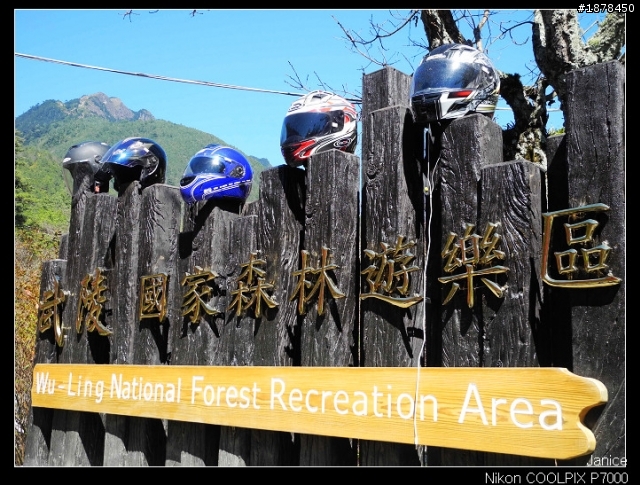 【0211-0212 綿羊團】殘念太平山 + 武陵農場之櫻花爆炸了