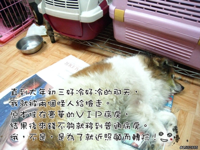 媽,過年我去新竹玩,撿到一隻車禍狗怎麼辦?(大寶站起來了)