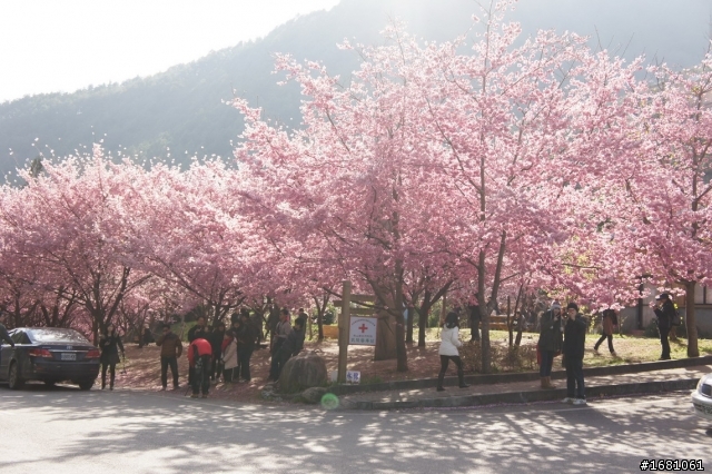 2/17~2/18武陵農場2天一夜(粉紅佳人接近滿開)