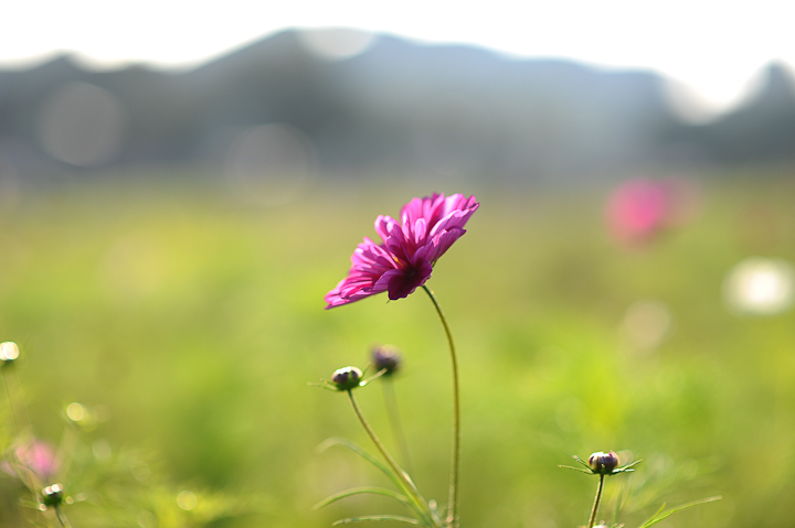 輕巧畫質兼顧 Nikon AF-S Nikkor 85mm f/1.8G
