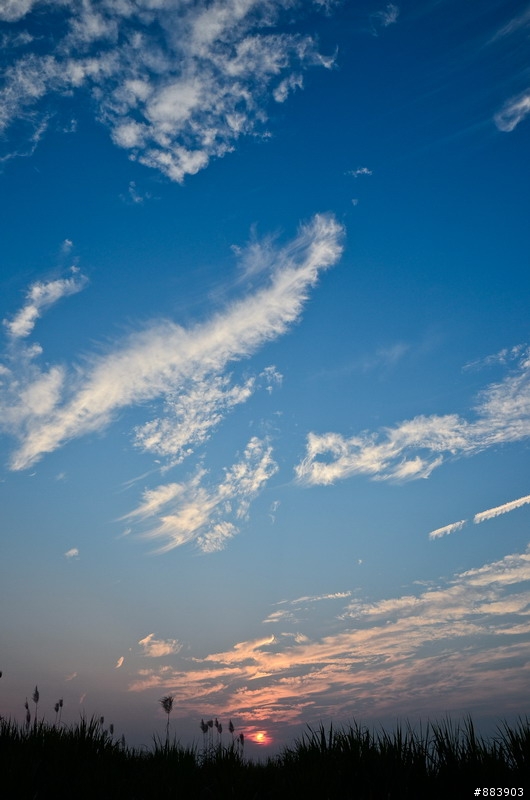 『Nikon D5100』古坑-湖光山舍賞花趣