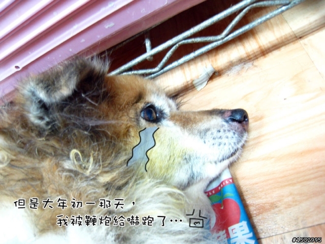 媽,過年我去新竹玩,撿到一隻車禍狗怎麼辦?(大寶站起來了)